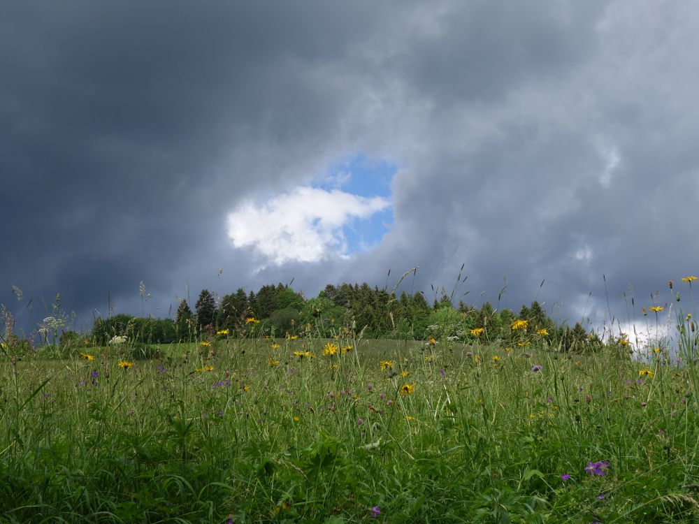 Wolken und Blumen