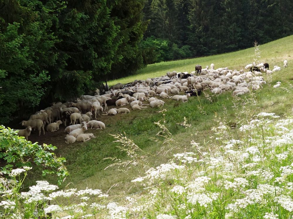 Schafherde am Waldrand