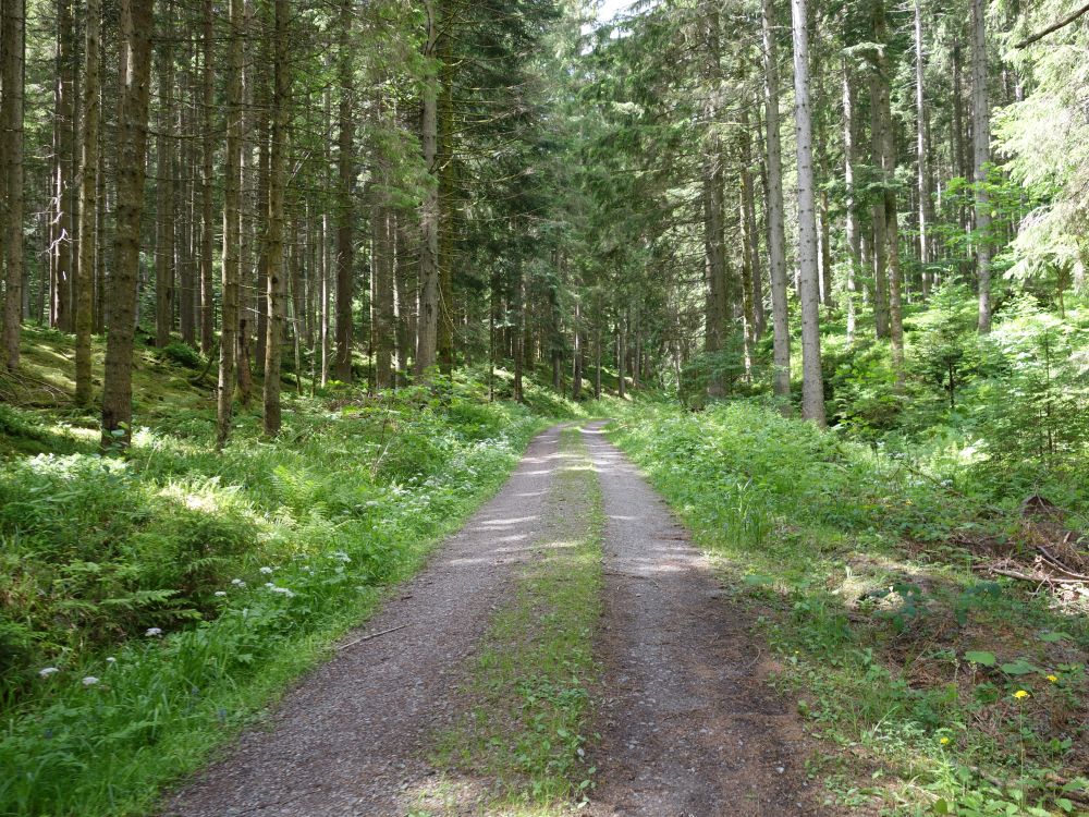 Waldweg