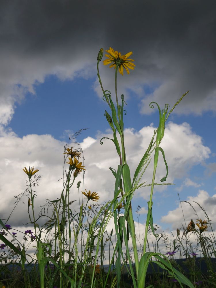 Blumen mit Regenwolken