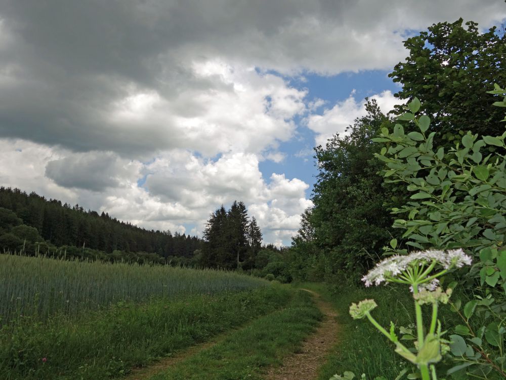 Regenwolken