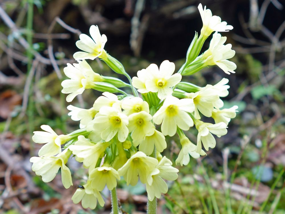 Schlüsselblume