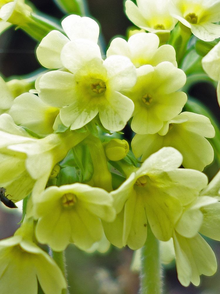 Schlüsselblume