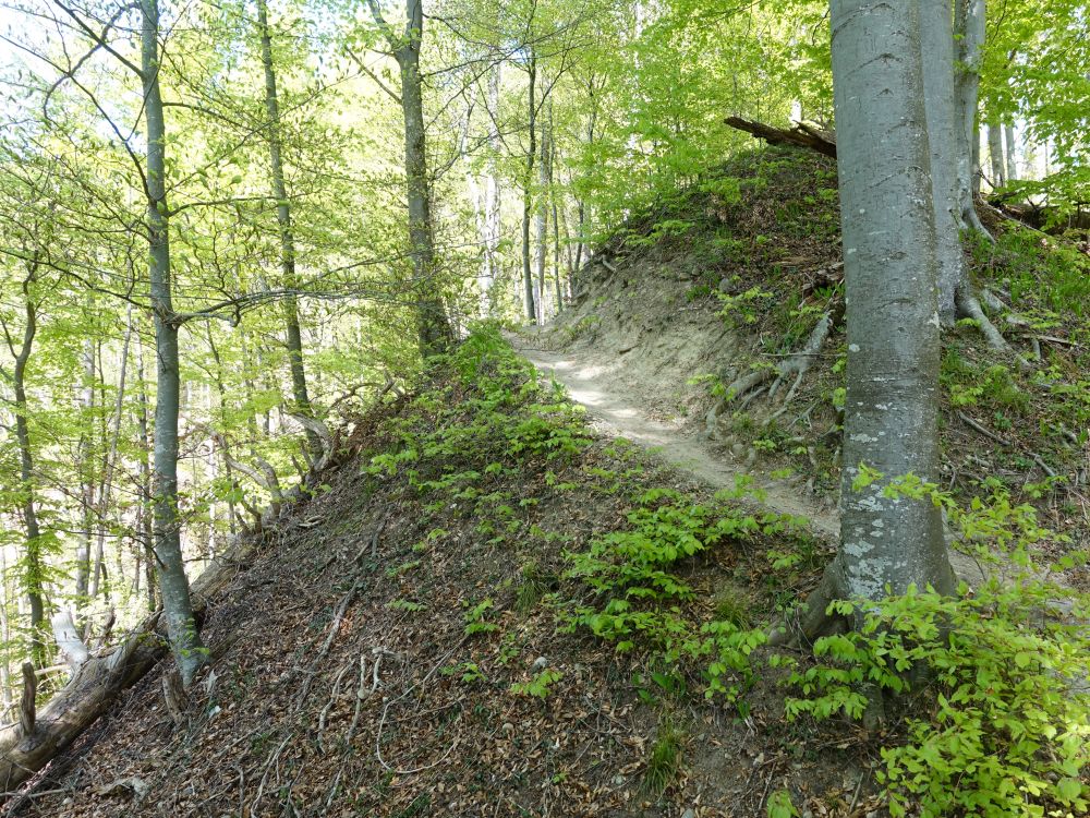 Waldpfad