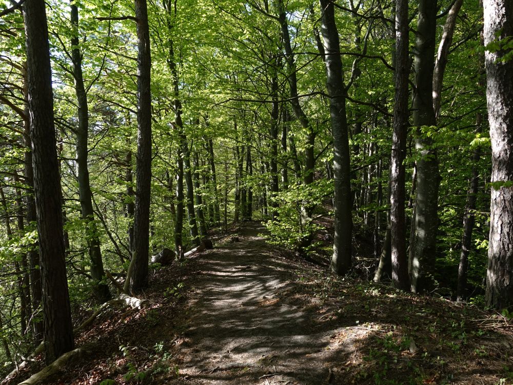 Waldweg