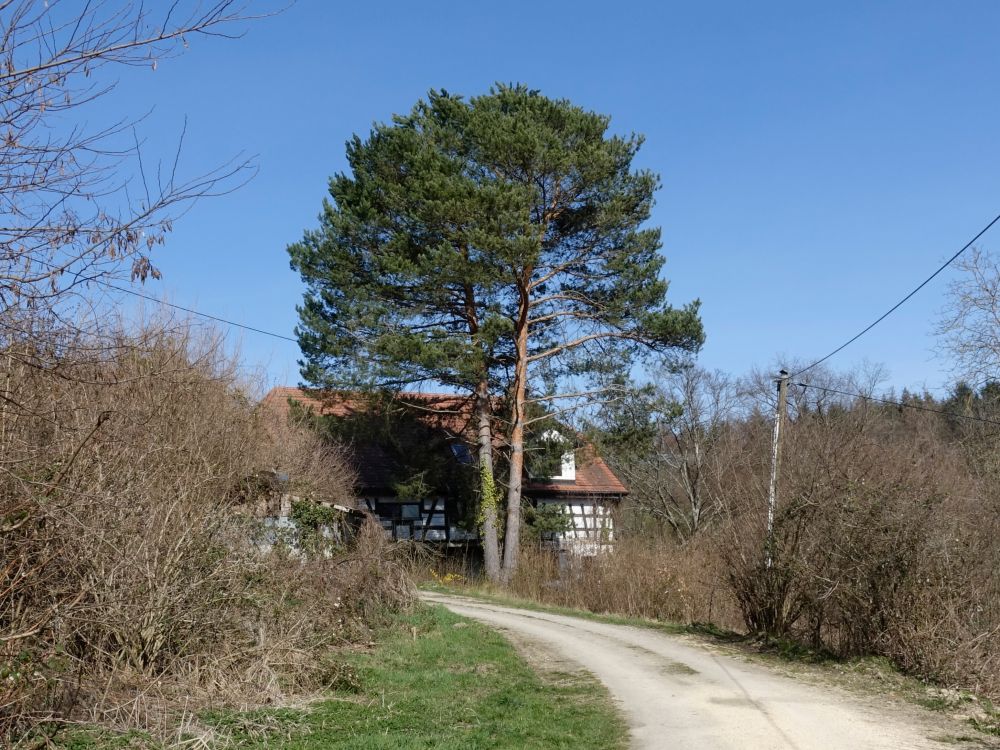 Forsthausstüble