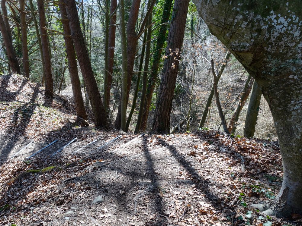 Abstieg vom Spittelsberg