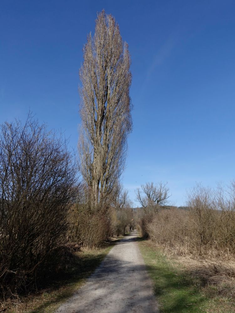 Uferweg