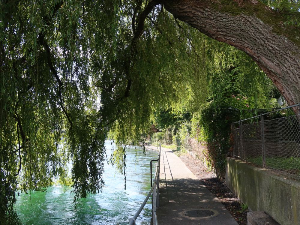 Trauerweide überm Fischerweg