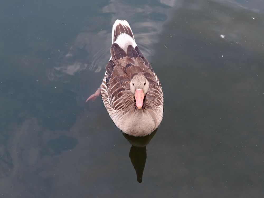 Ente im Wasser