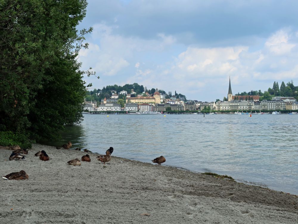 Enten am Strand