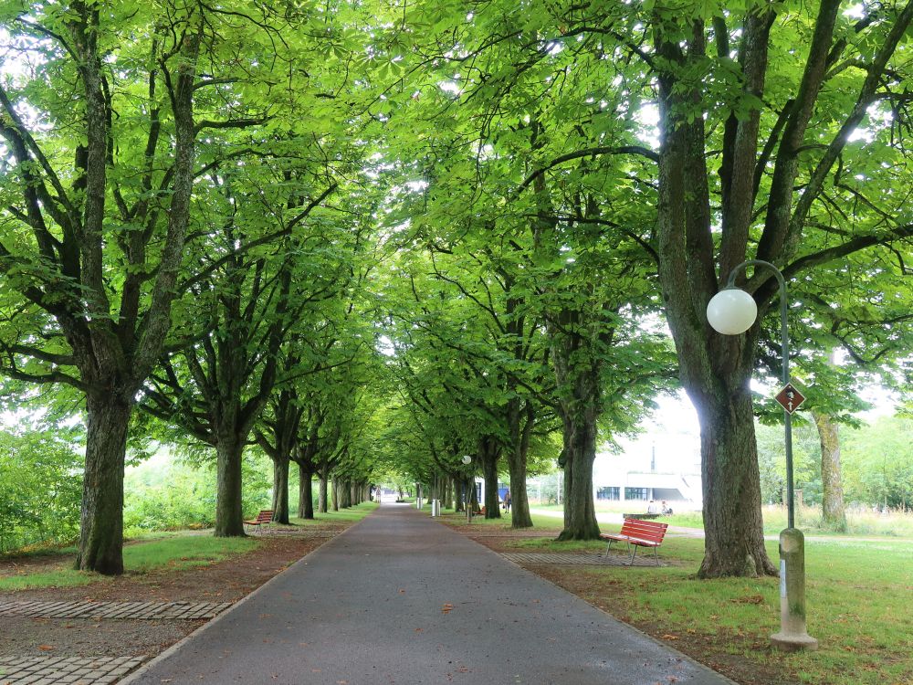 Tribschenhornweg