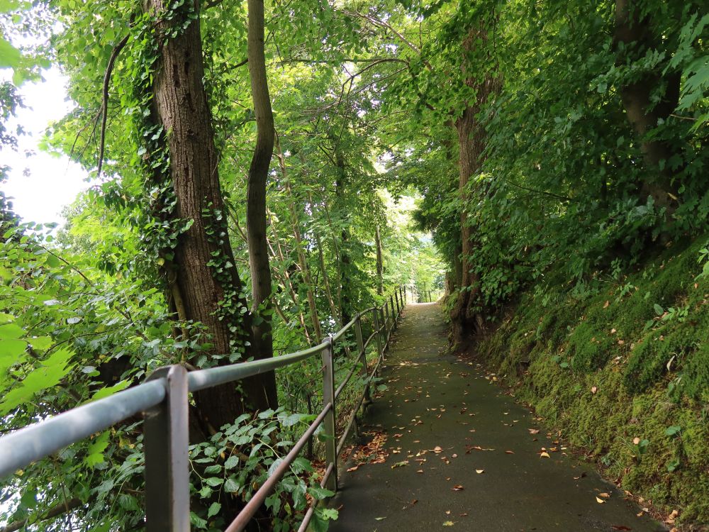 Tribschenhornweg