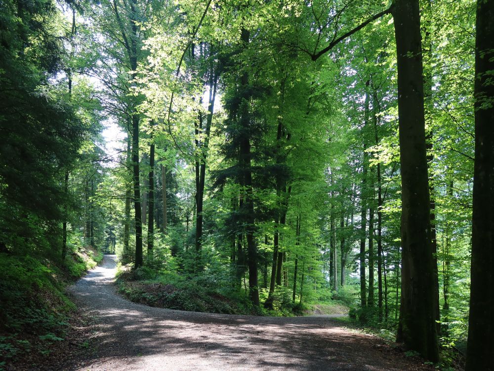 Weg im Brieggwald