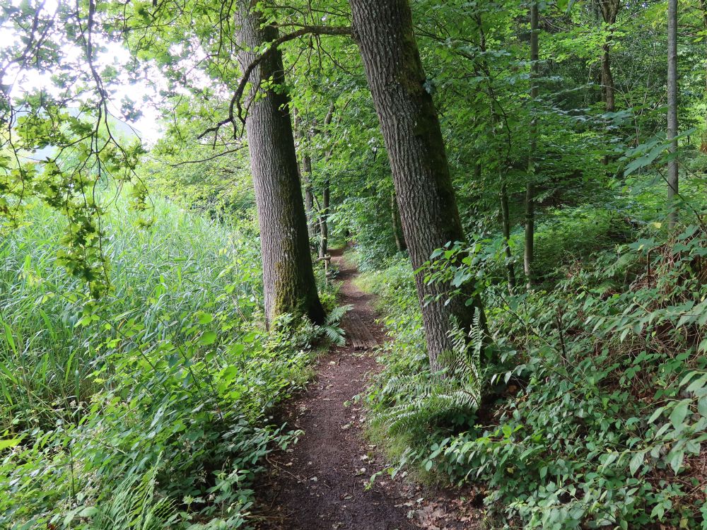 Waldpfad bei Stirnrüti