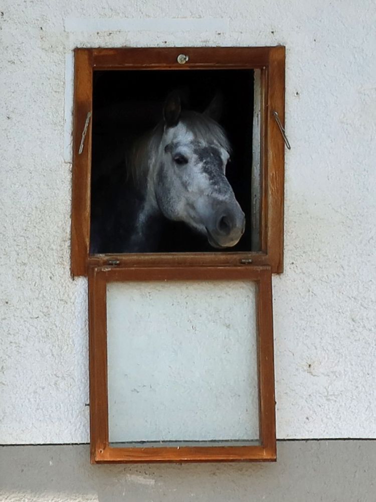 Pferd schaut aus dem Fenster