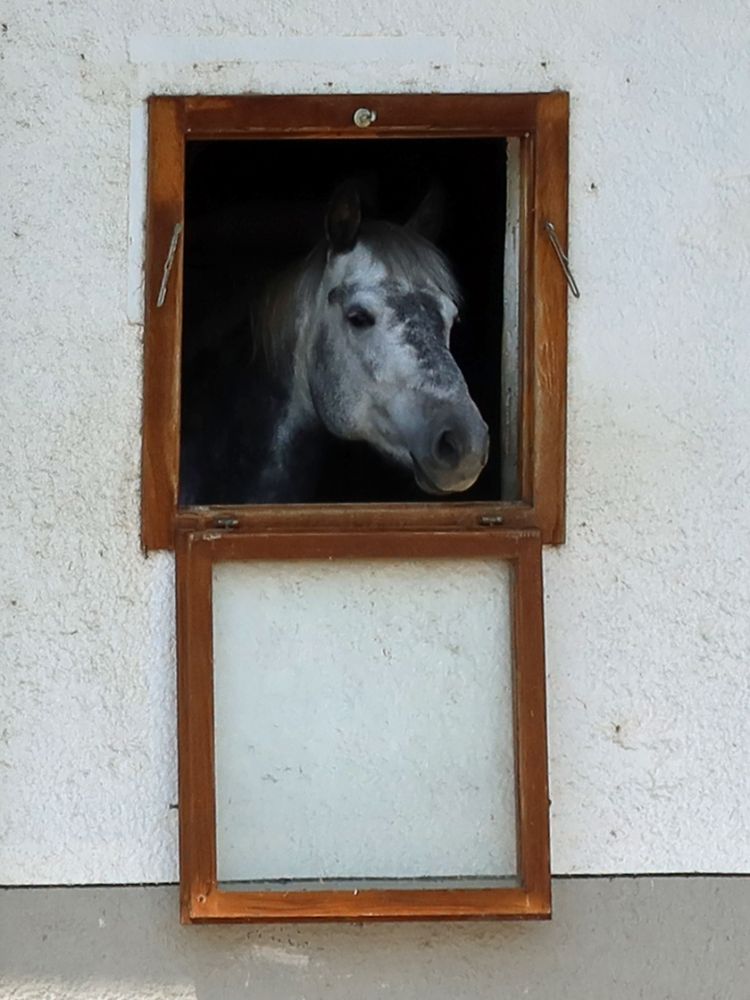 Pferd schaut aus dem Fenster