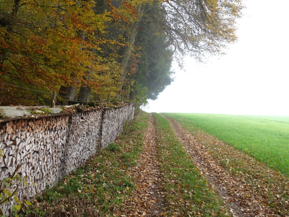 Brennholz am Waldrand