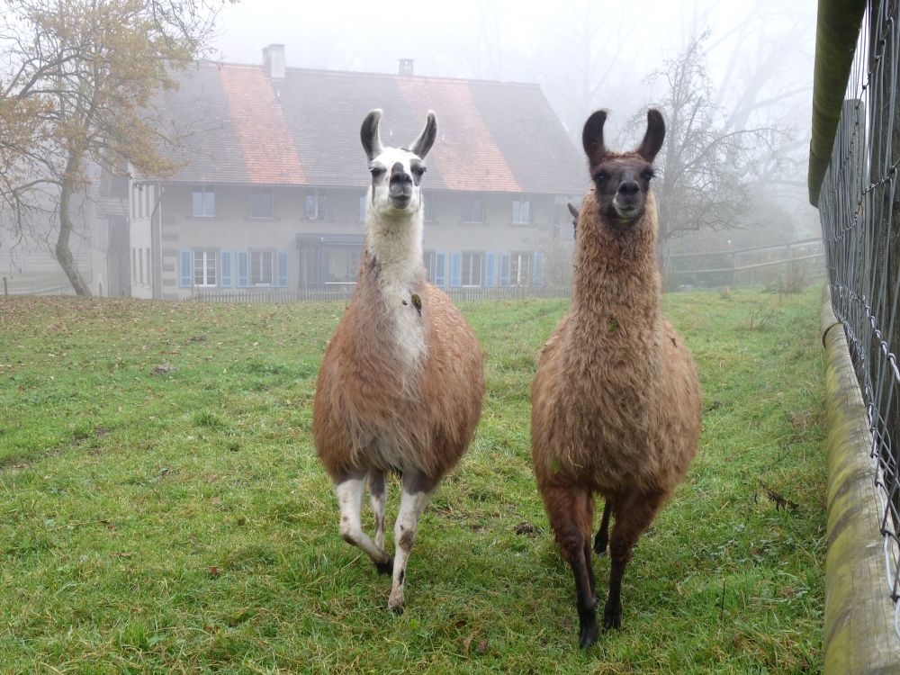 Lamas