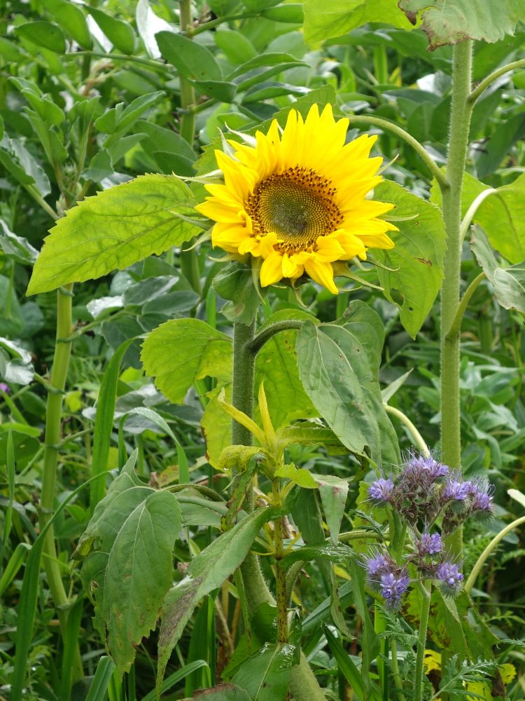 Sonnenblume