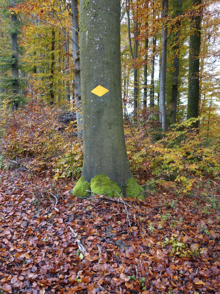 Baum mit Socken