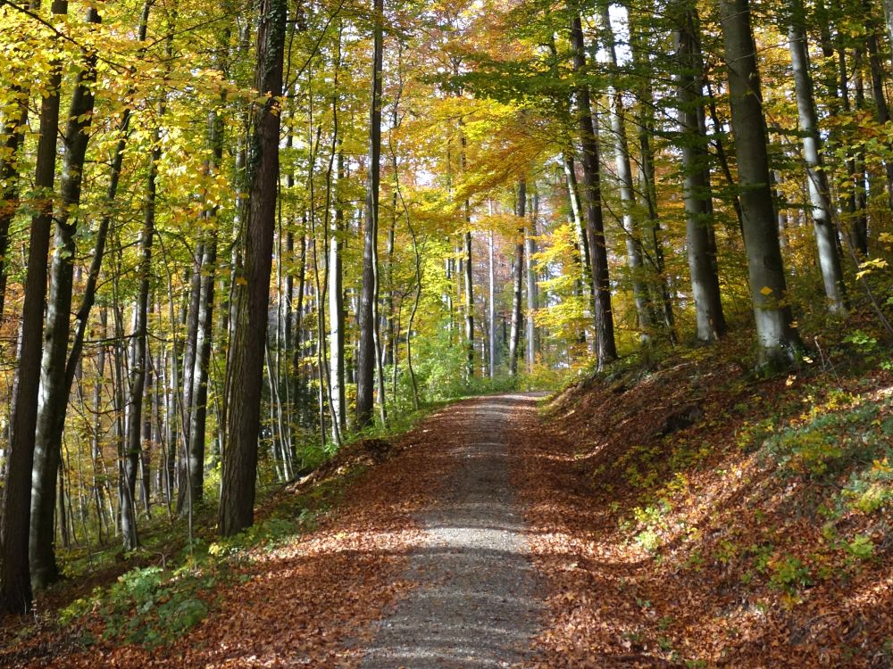 Herbststimmung