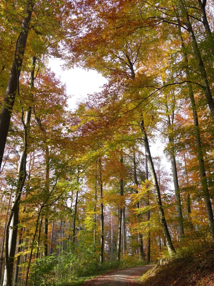 Herbststimmung