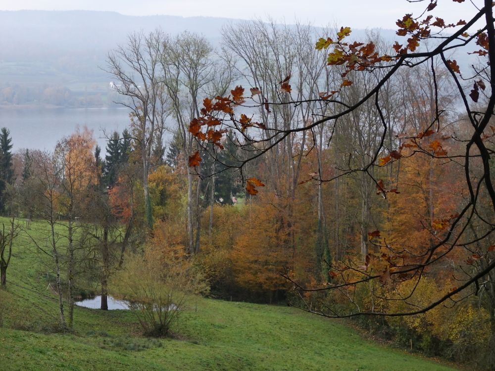 Blick zum Rhein