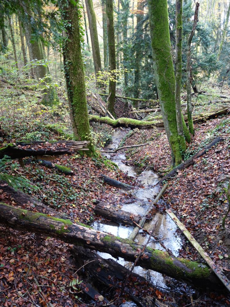 natrlicher Bachlauf