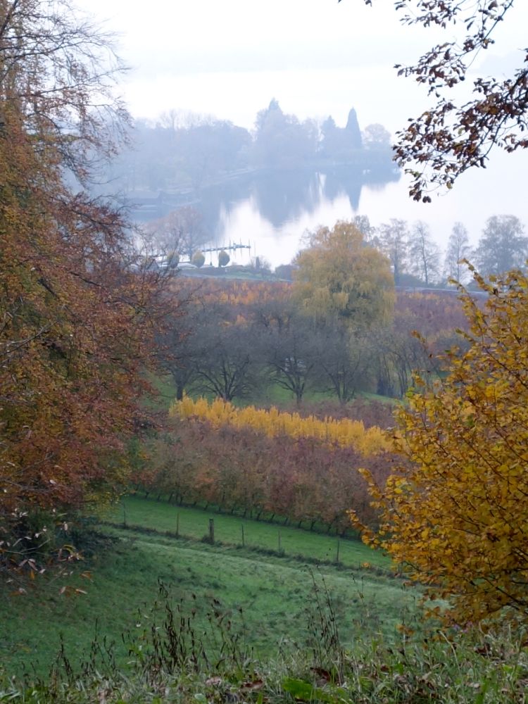 Herbststimmung am Rhein