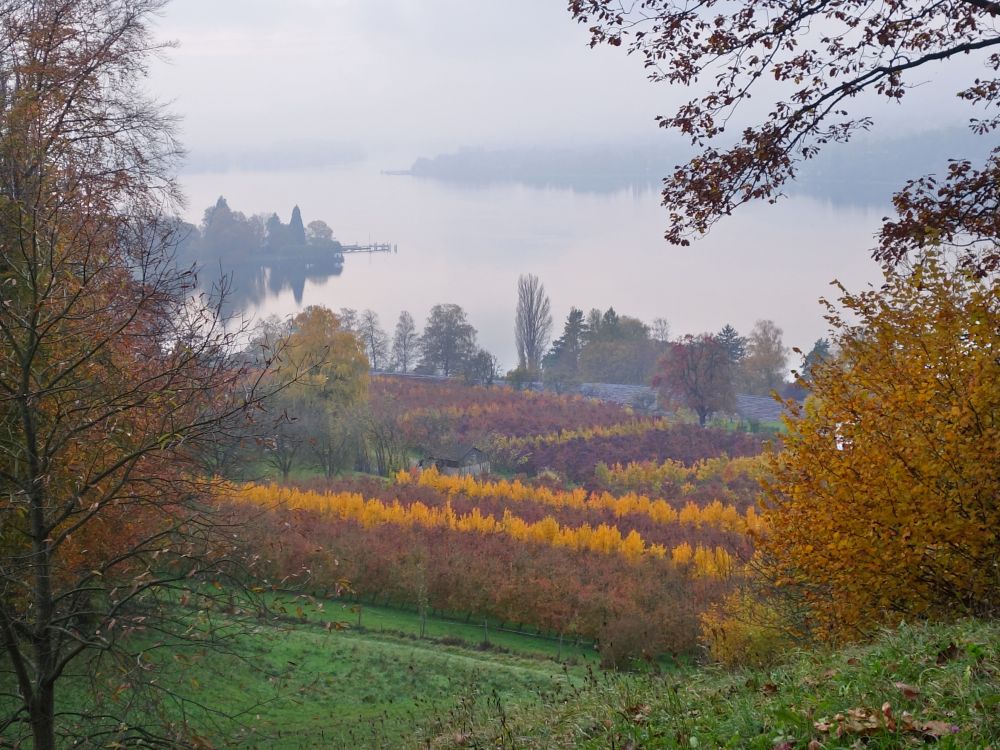 Herbststimmung am Rhein