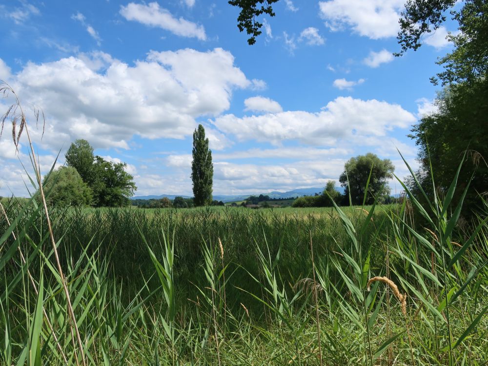 Schilfgebiet Vogelsang