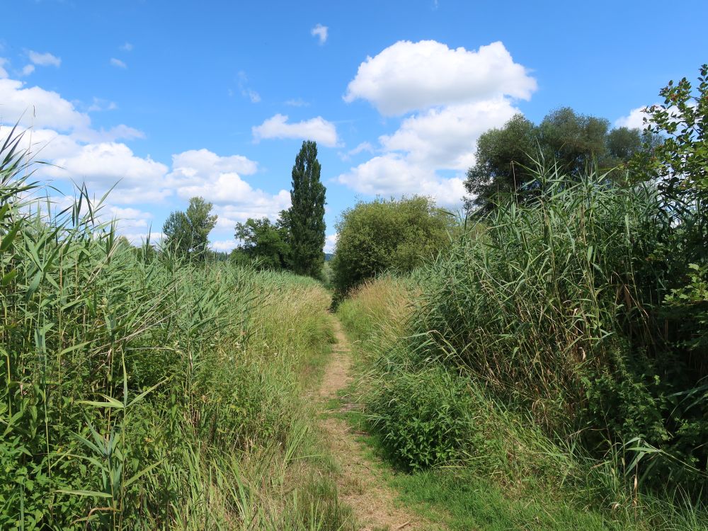 Pfad an der Lorze