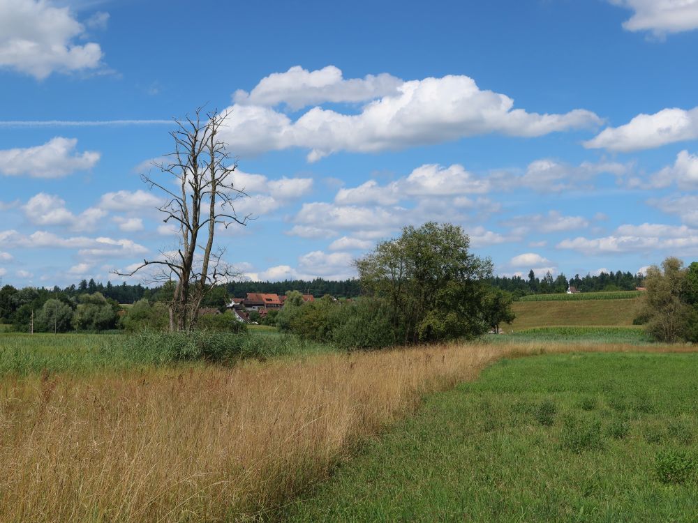 toter Baum im Hasplen