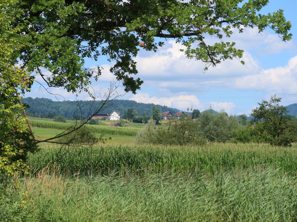 Hasplen