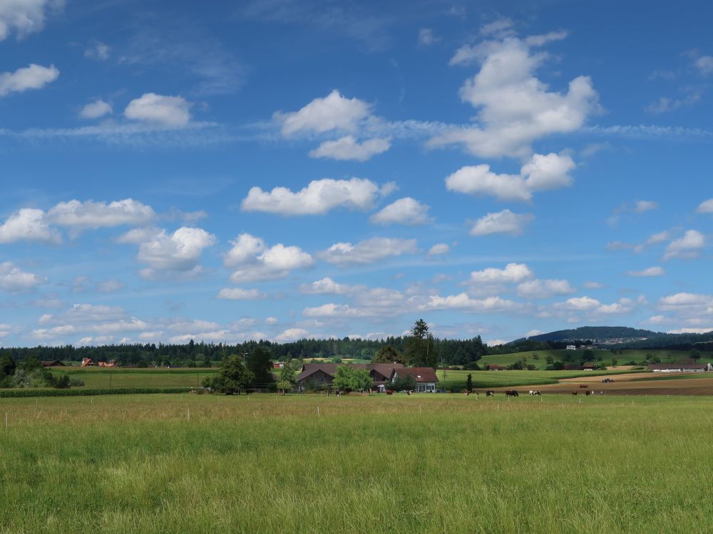 Blick Richtung Grischhei