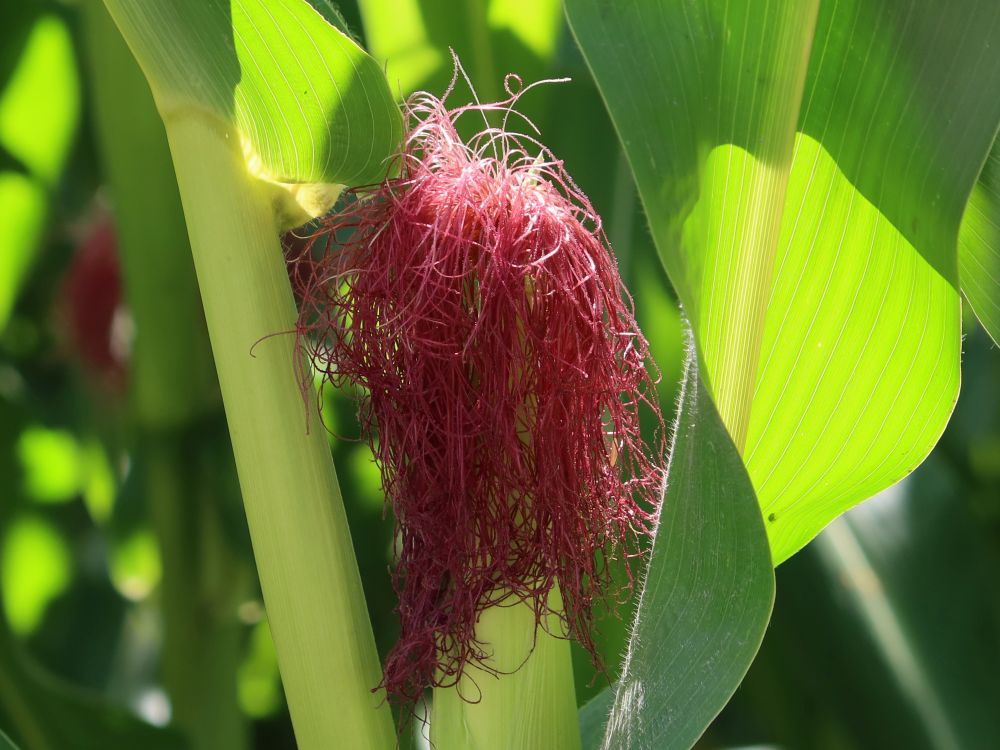 Maisblüte