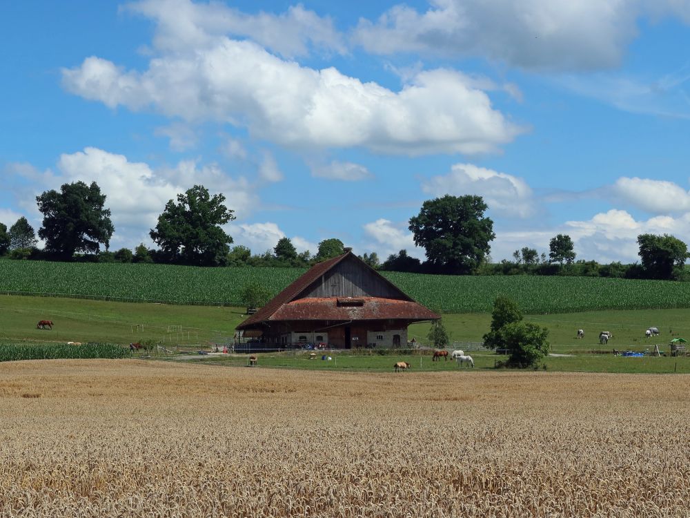 Pferdestall bei Islikon