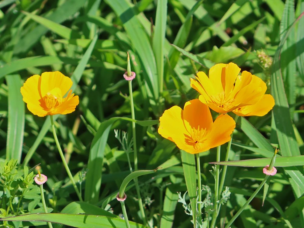 Kalifornischer Mohn