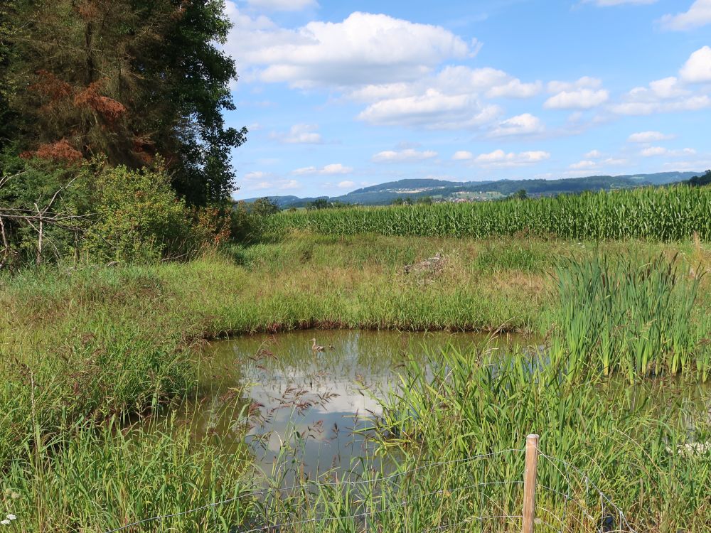 Teich mit Ente
