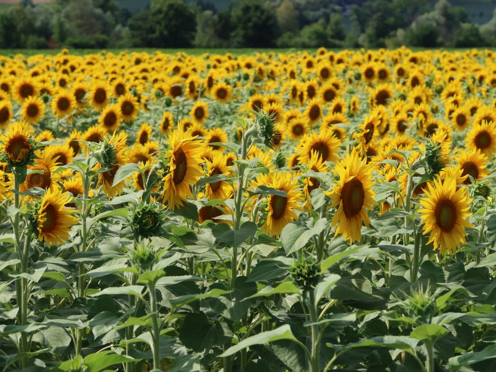 Sonnenblumenfeld