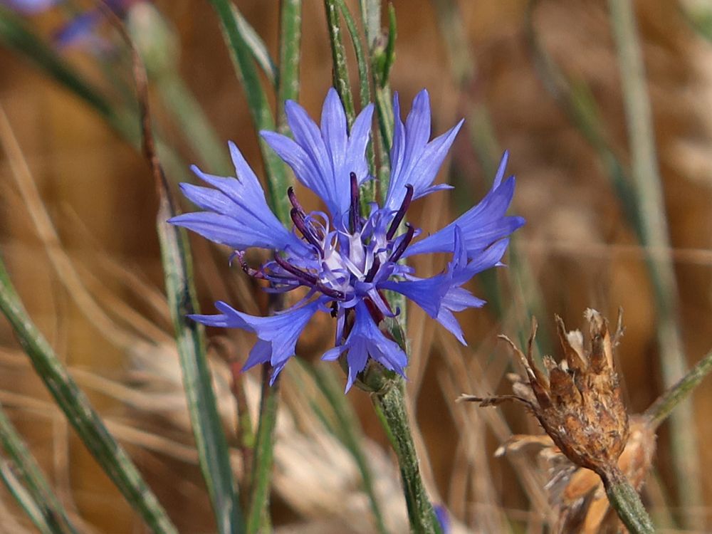 Kornblume