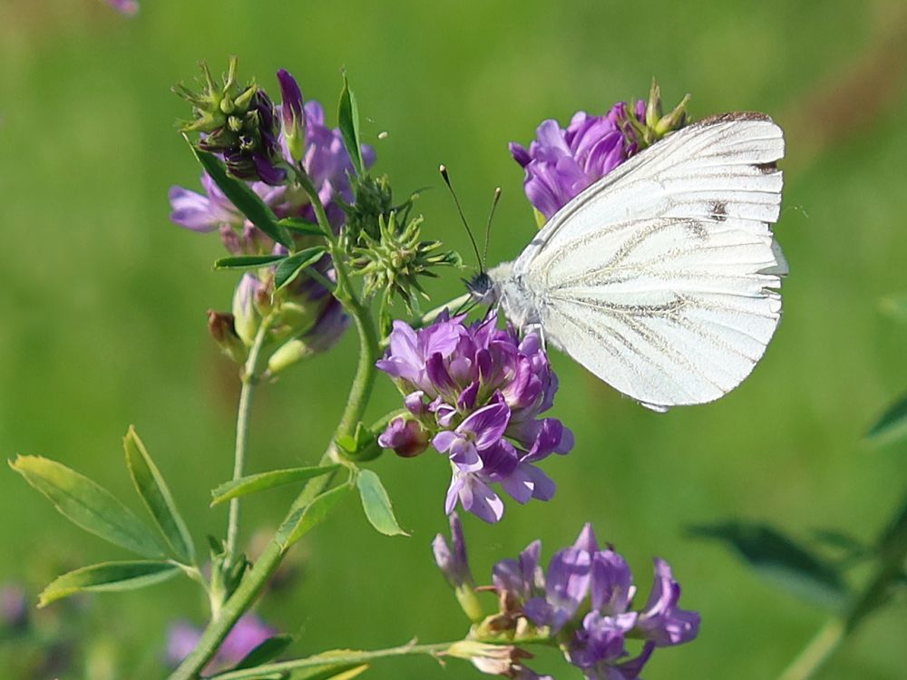 Schmetterling Kohlweißling