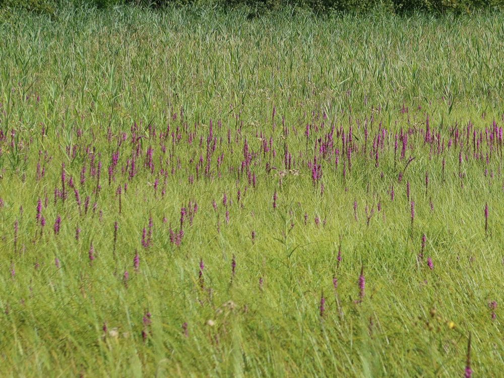 Blumenwiese