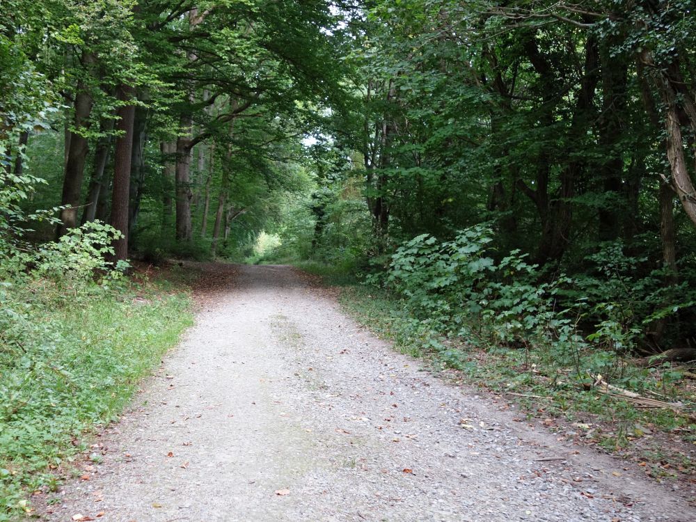 Waldweg