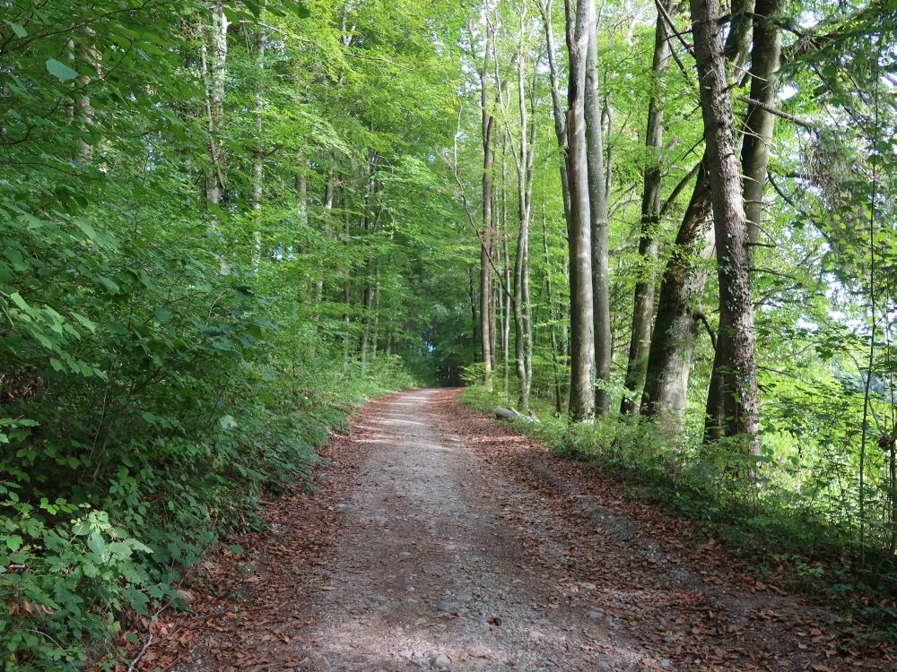 Waldweg