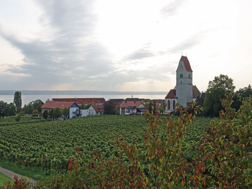 Kirche und Reben bei Hagnau