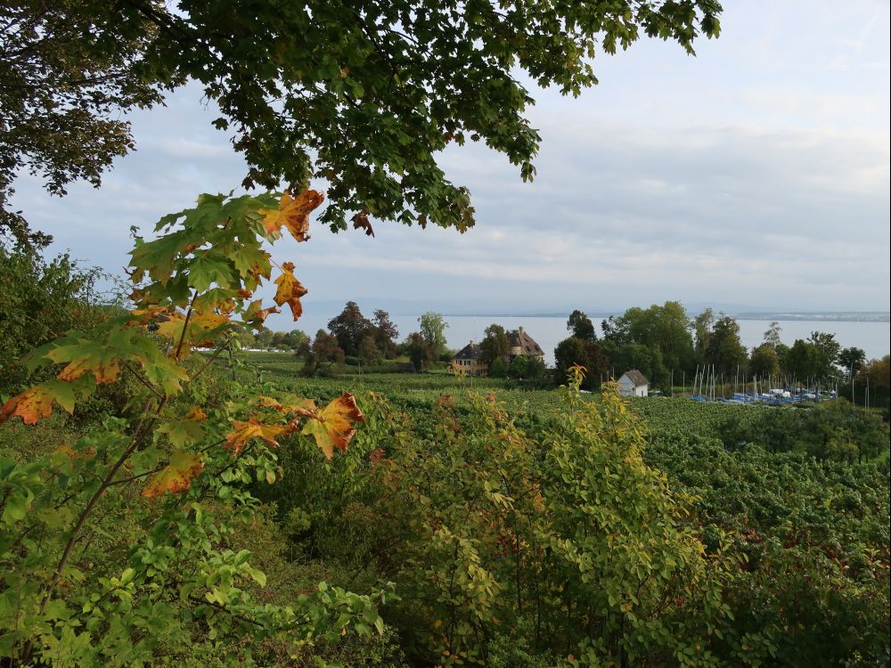 Weinreben und Villa am Seeufer