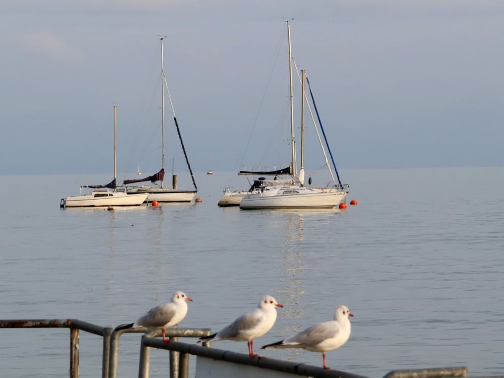 Möven und Segelboote