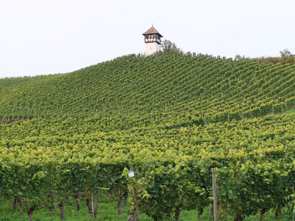 Rebhäuschen überm Weinberg